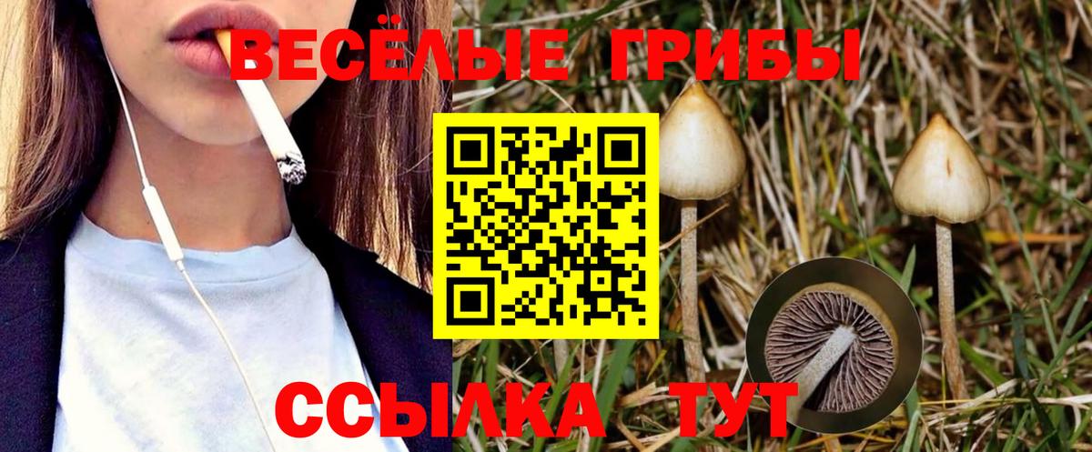 Псилоцибиновые грибы мицелий Новошахтинск